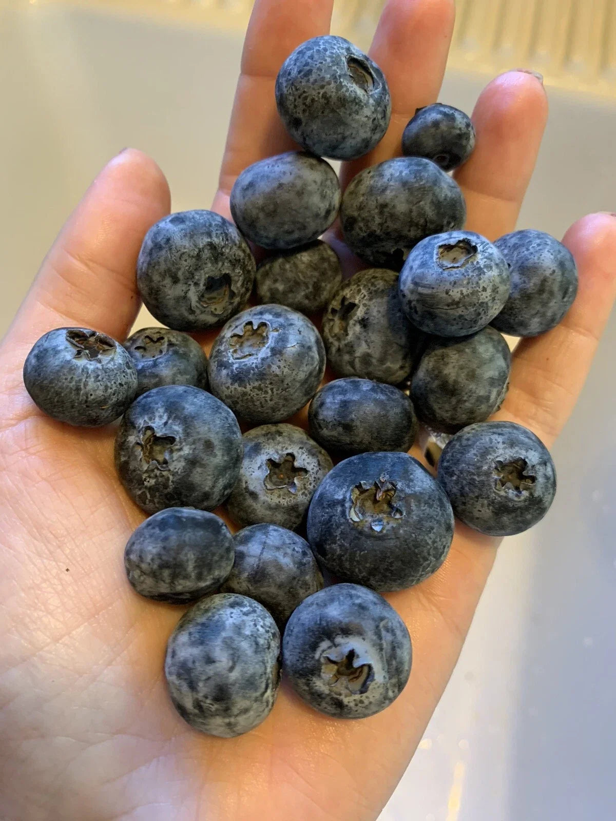 Blueberry Seeds 100 Count Organic Edible Fruit Bush Vaccinium corymbosum USA - Perfect for Home Gardening and Edible Landscapes