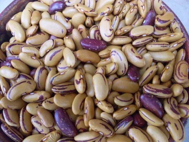 Tiger's Eye Beans - 10 Heirloom Seeds, Golden Bush Shell Variety, Phaseolus vulgaris, Easy to Grow, Nutritious, Pest-Resistant