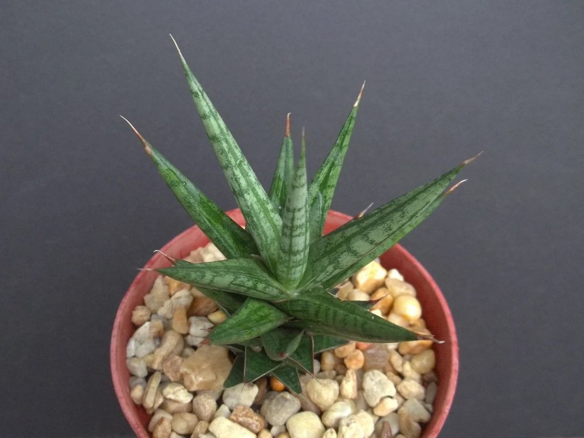 Sansevieria Francisii Plant 4" Pot | Rare Snake Plant Succulent | Sansevieria trifasciata 'Francisii' | Exotic Garden Addition