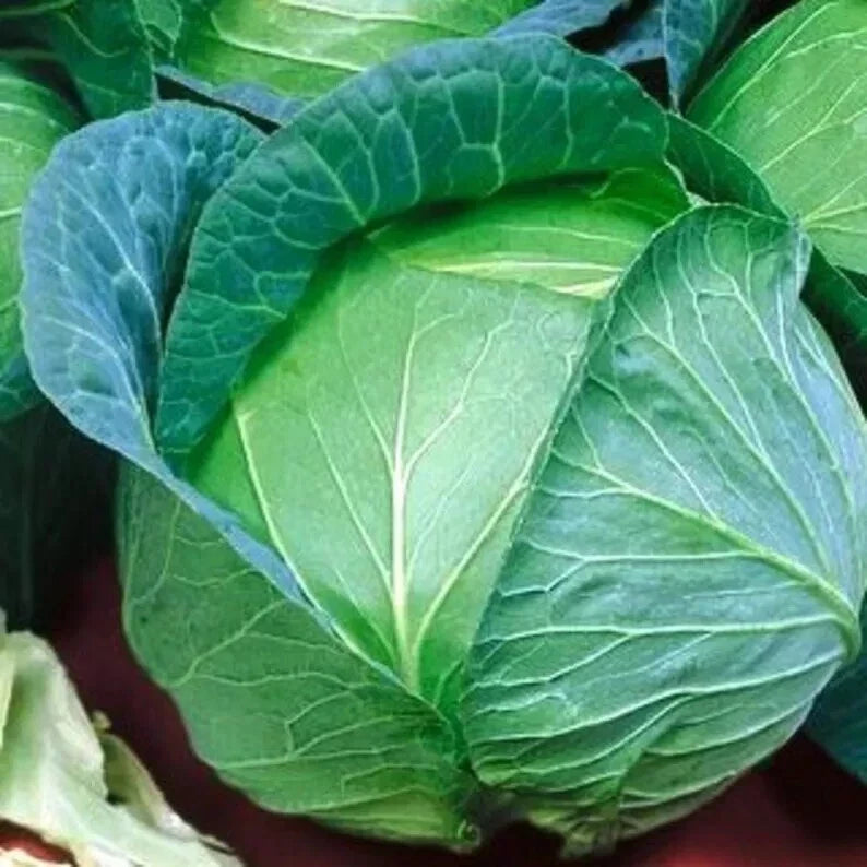 Cabbage Seeds 1000+ Heirloom Danish Ballhead NON-GMO Brassica oleracea var. capitata for Home Gardening