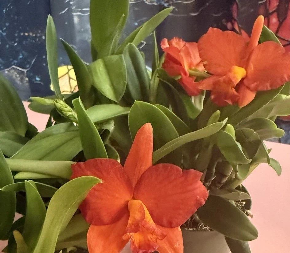 Cattleya Orchid Plant, Bare Root, 1-3 Stems, Unique Blooms, Cattleya spp., Exotic Houseplant