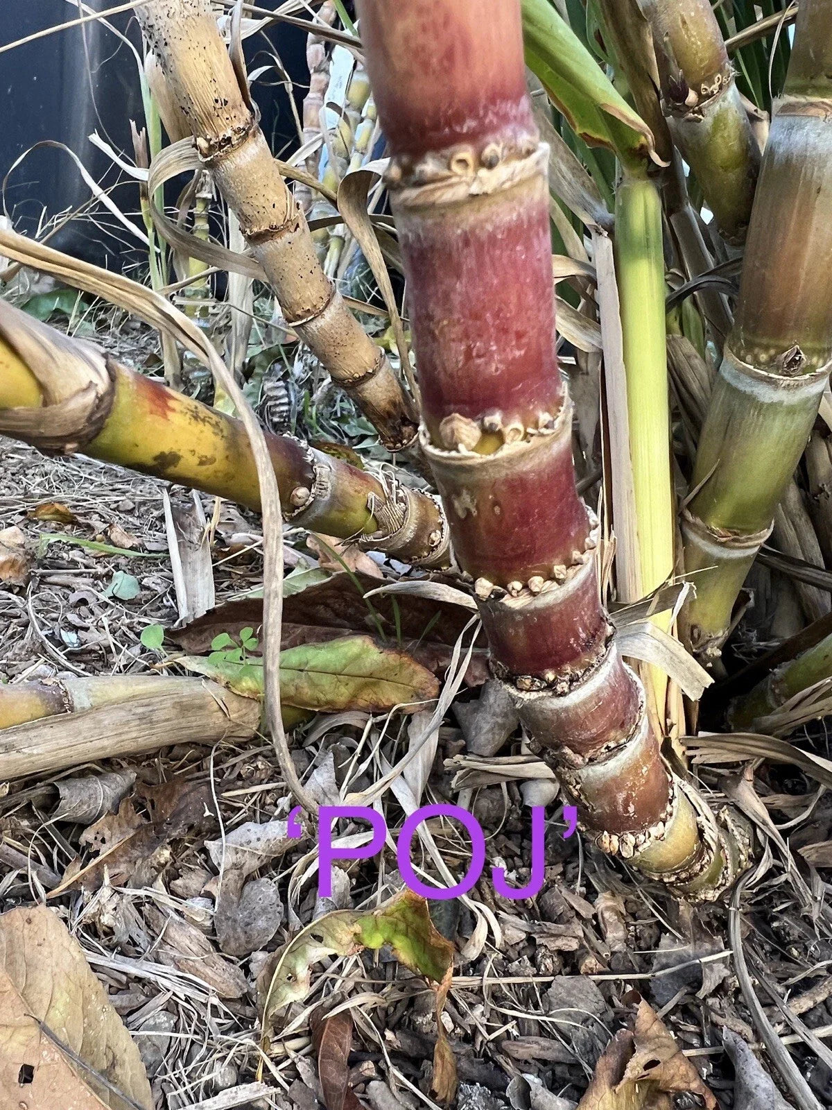 Rare Heirloom Sugar Cane Plants - Well-Rooted 3-Gallon Varieties - Saccharum officinarum - Ideal for Gardens and Landscaping