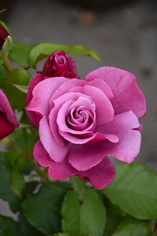 Fragrant Rose Cuttings - Barbra Streisand Variety - Rosa 'Barbra Streisand' - Three Premium 6-8 Inch Cuttings for Planting