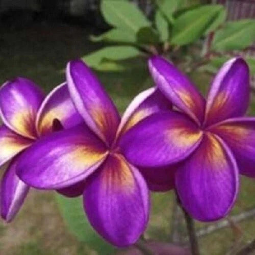 Plumeria Seeds 5 Pack - Purple Yellow Flowers - Perennial Plant (Plumeria rubra) - Tropical Garden Essential