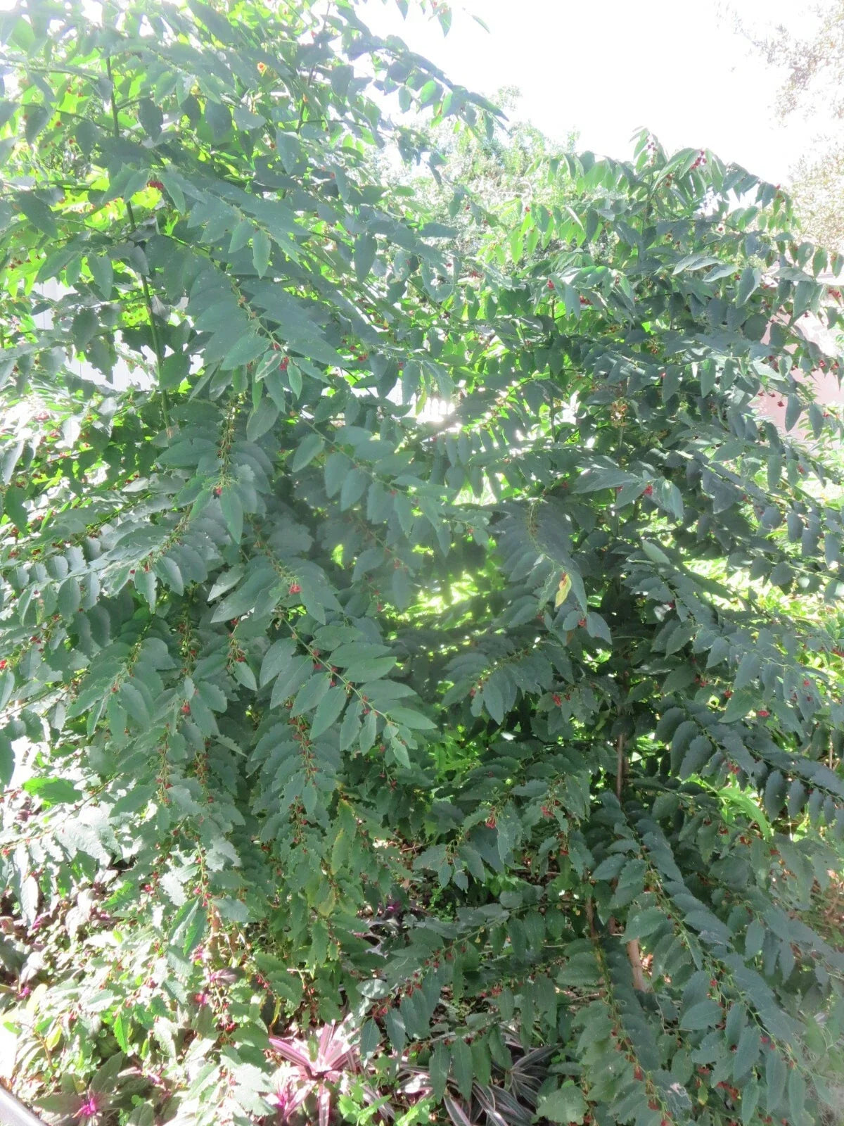 Katuk Star Gooseberry Cuttings - 5 Fresh Unrooted Stems - Sweet Leaf - Sauropus androgynus - Culinary Garden Plant