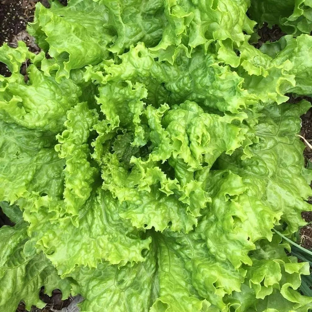 Grand Rapids Leaf Lettuce Seeds, NON-GMO Heirloom TBR Variety, Lactuca sativa, Easy Grow Salad Greens, Free Shipping