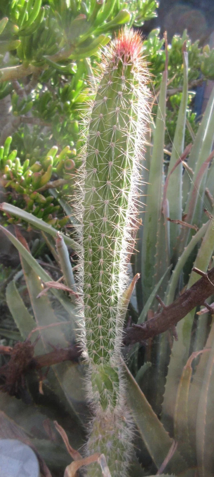 Snake Cactus Tip Cut - 12" Peniocereus serpentinus - Unique Desert Plant for Propagation - Cactus Enthusiasts Collection