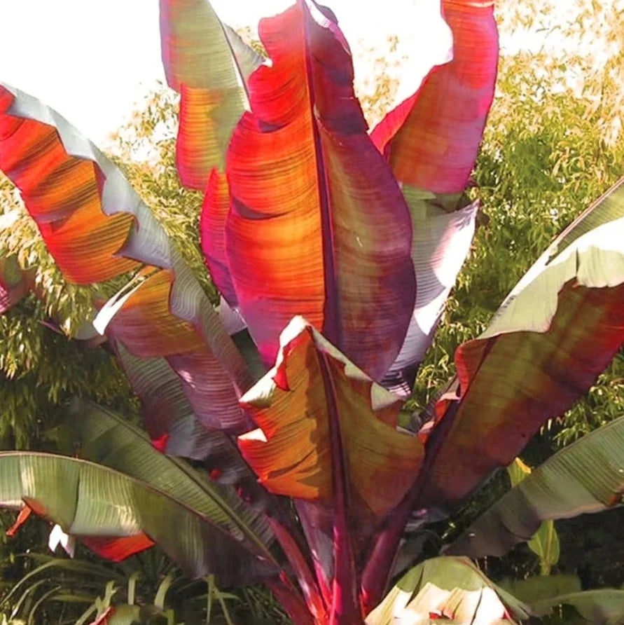 Live Red Banana Plant 6-8" Rooted Ensete Maurelii Tropical Indoor Outdoor Garden Plant