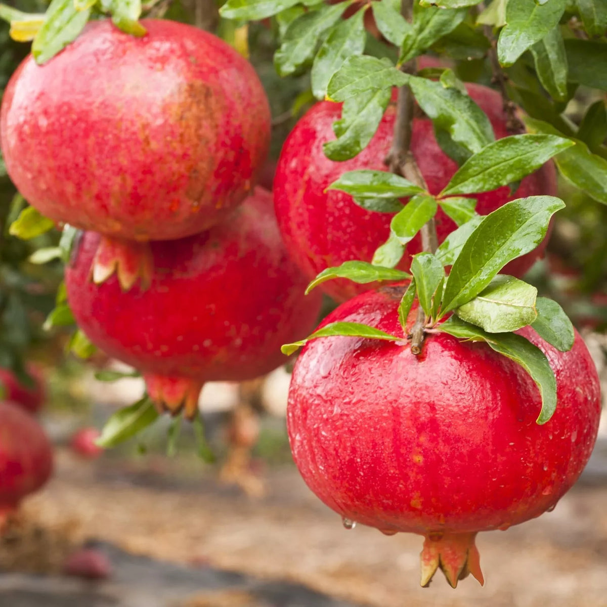 Pomegranate Plant 3" Pot Afganski Variety Rooted Punica granatum - Exotic Red Flowers & Fruit for Garden or Container