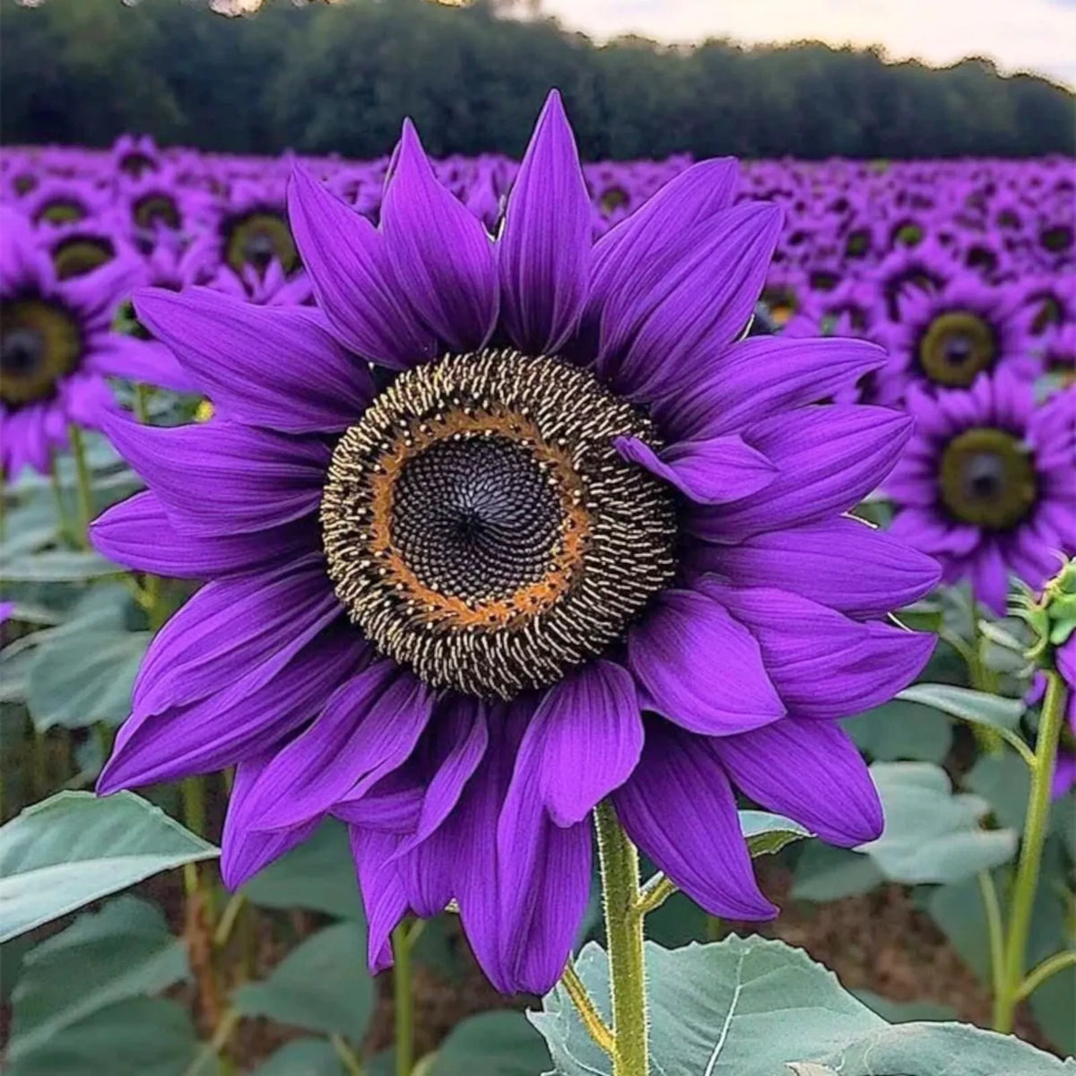 Purple Sunflower Seeds 50pcs 'Violet Majesty' Rare Heirloom Helianthus annuus for Garden, Pollinators, and Cut Flowers