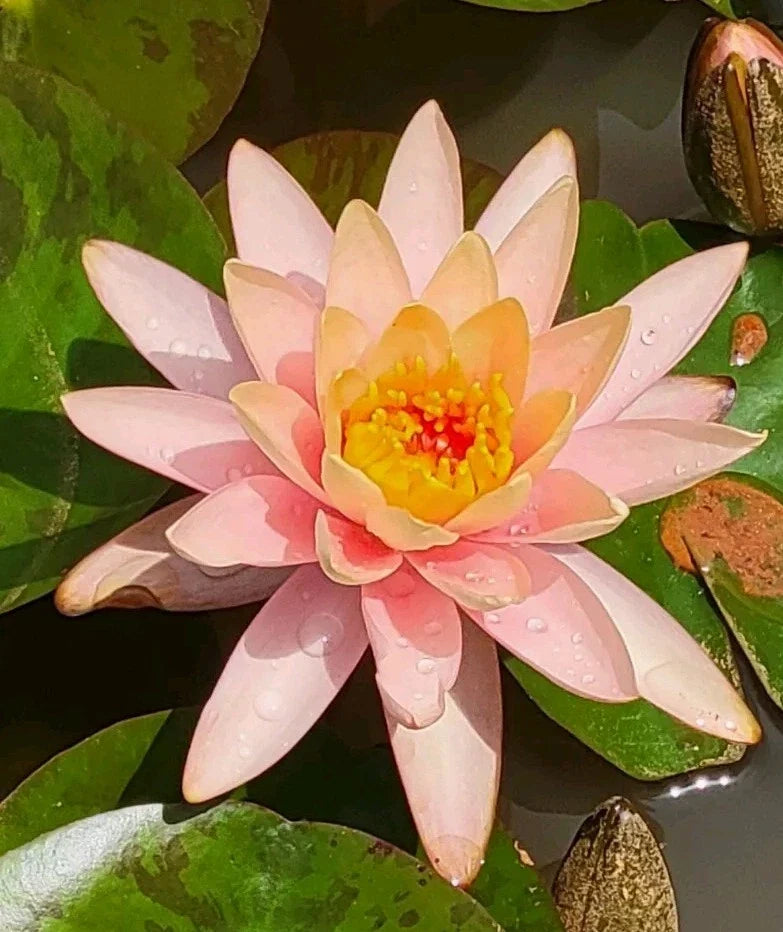 Water Lily Plant Root - Peach Orange Blooms - Nymphaea spp. - Perfect for Koi Ponds & Water Gardens - Easy Care Aquatic Plant
