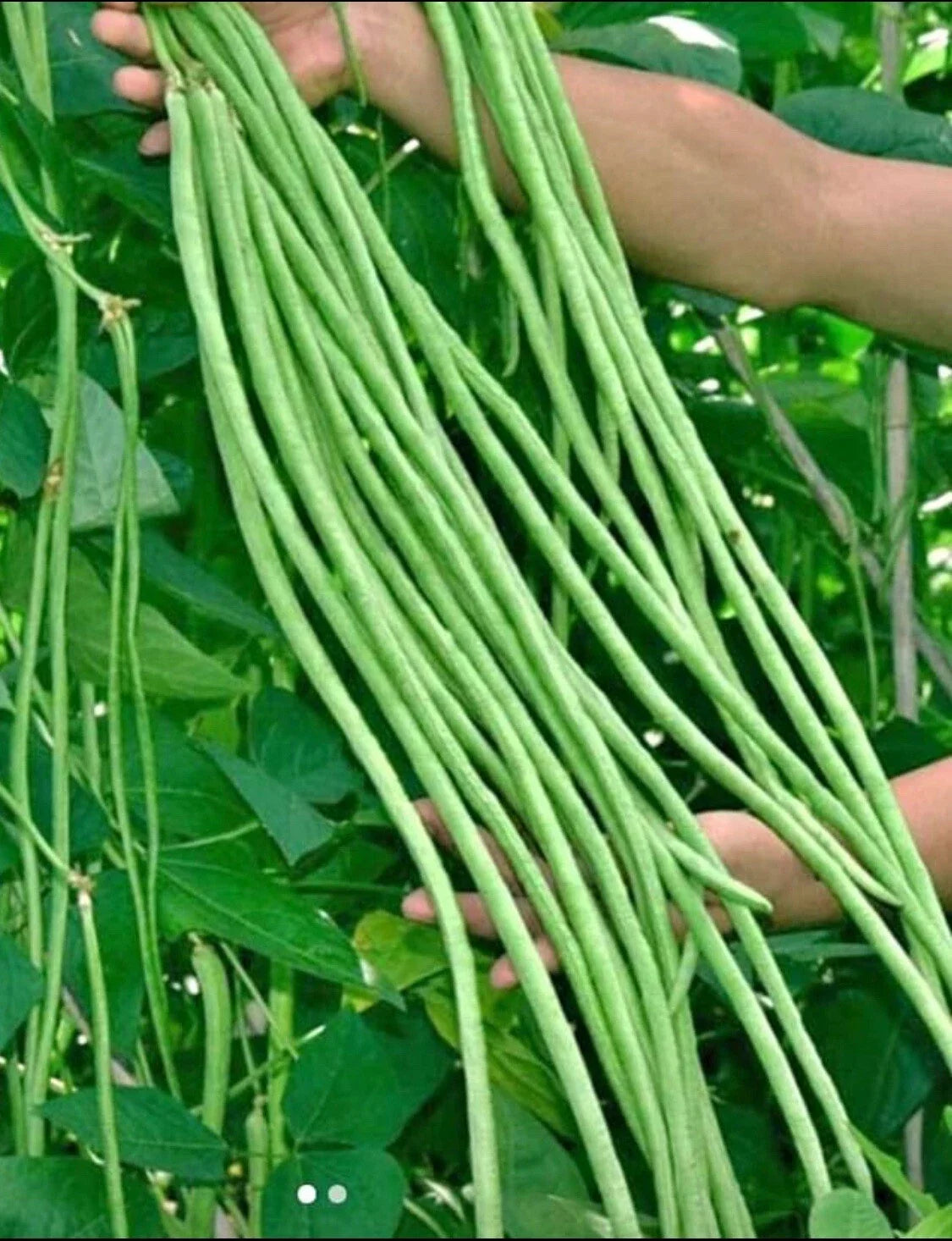 Green Yard Long Bean Seeds - 15 Non-GMO Asian String Beans - Sitaw (Vigna unguiculata) - Climbing Vine for Home Gardens