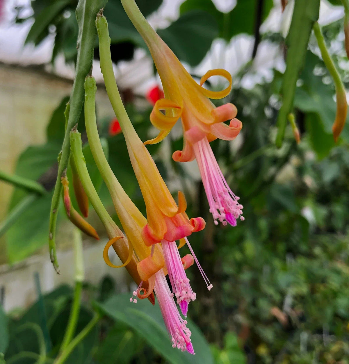 Rare Pastel Epiphytic Cactus | 4-inch Disocactus salvadorensis | Unique Indoor Plant | Cloud Forest Variety