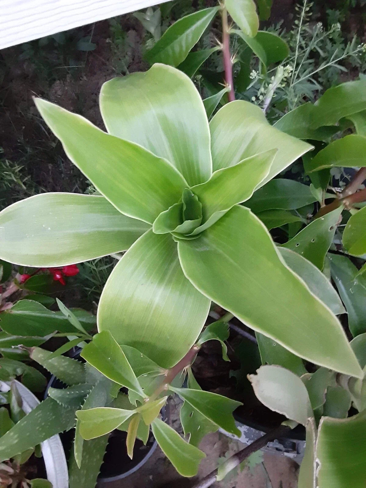 Basket Plant Cutting - 1 No Roots - Callisia Fragans - Trailing Indoor Houseplant for Home Decor