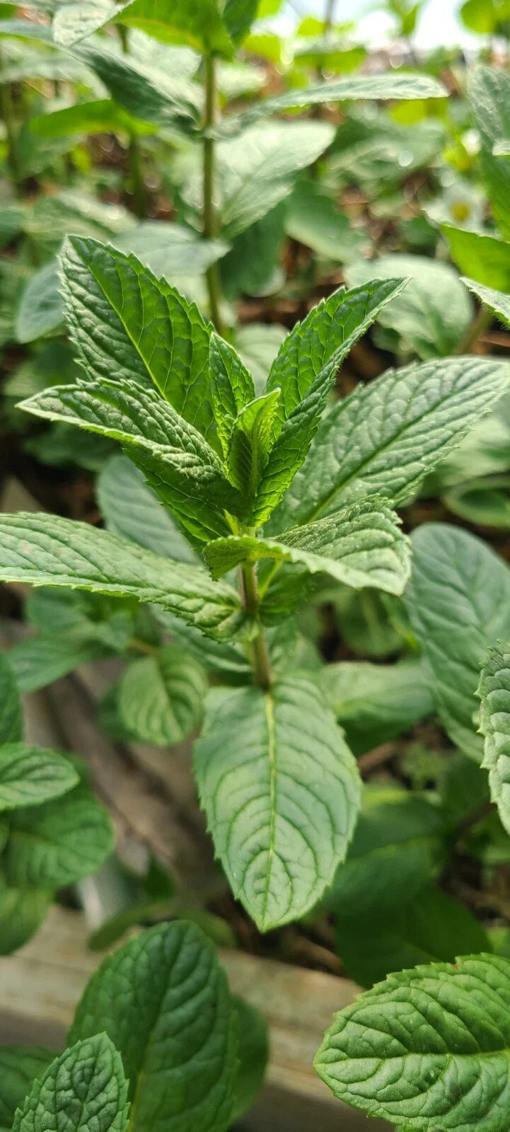 Mjito Mint Plants - 5 Bare Root Live Culinary Herbs - Mentha x villosa - Fresh Mint for Garden and Kitchen