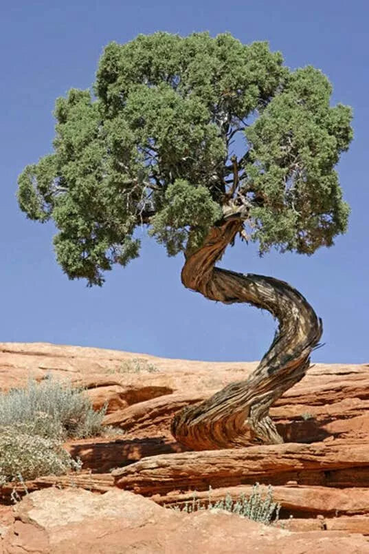 Utah Juniper Seeds (30 Seeds) - Juniperus osteosperma - Ideal for Bonsai & Ornamental Use - Drought-Tolerant, Hardy Foliage