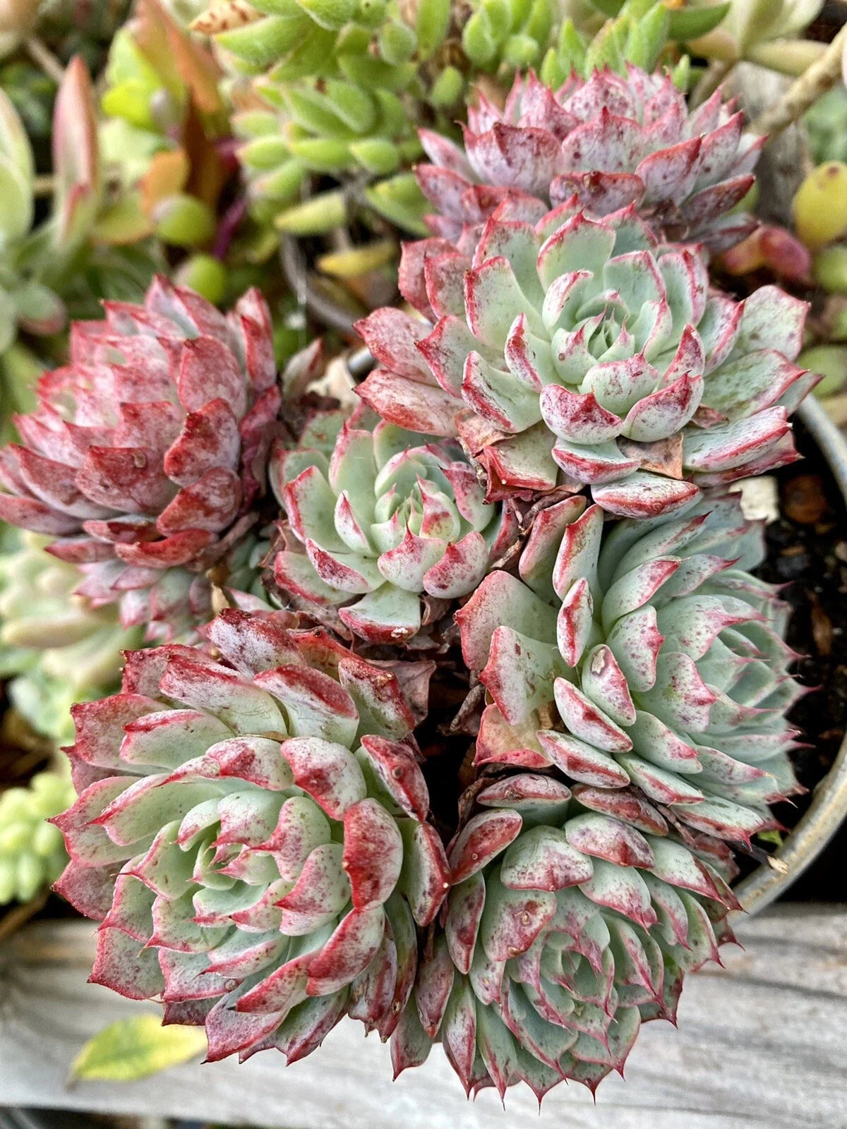 Rooted Succulent Plant 2 Inch Red Echeveria 'Rudolph' | Rare Echeveria for Indoor/Outdoor Decor