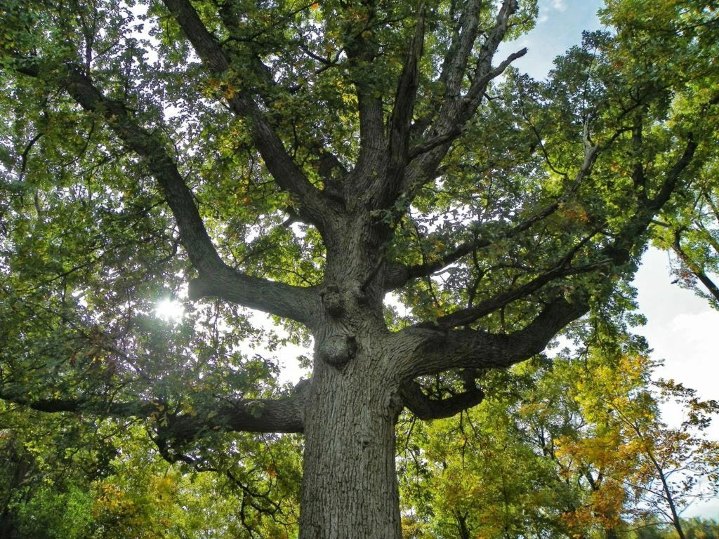 Bur Oak Seedlings (2) 13-18" Tall with Free Orange Tree, Quercus macrocarpa - Drought-Tolerant Native Trees for Landscaping