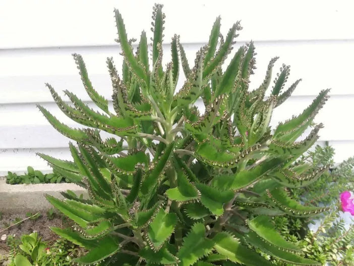 Kalanchoe Starter Plants, 3-6 Inches, Mother of Thousands, Kalanchoe daigremontiana - Easy Care Indoor/Outdoor Succulent