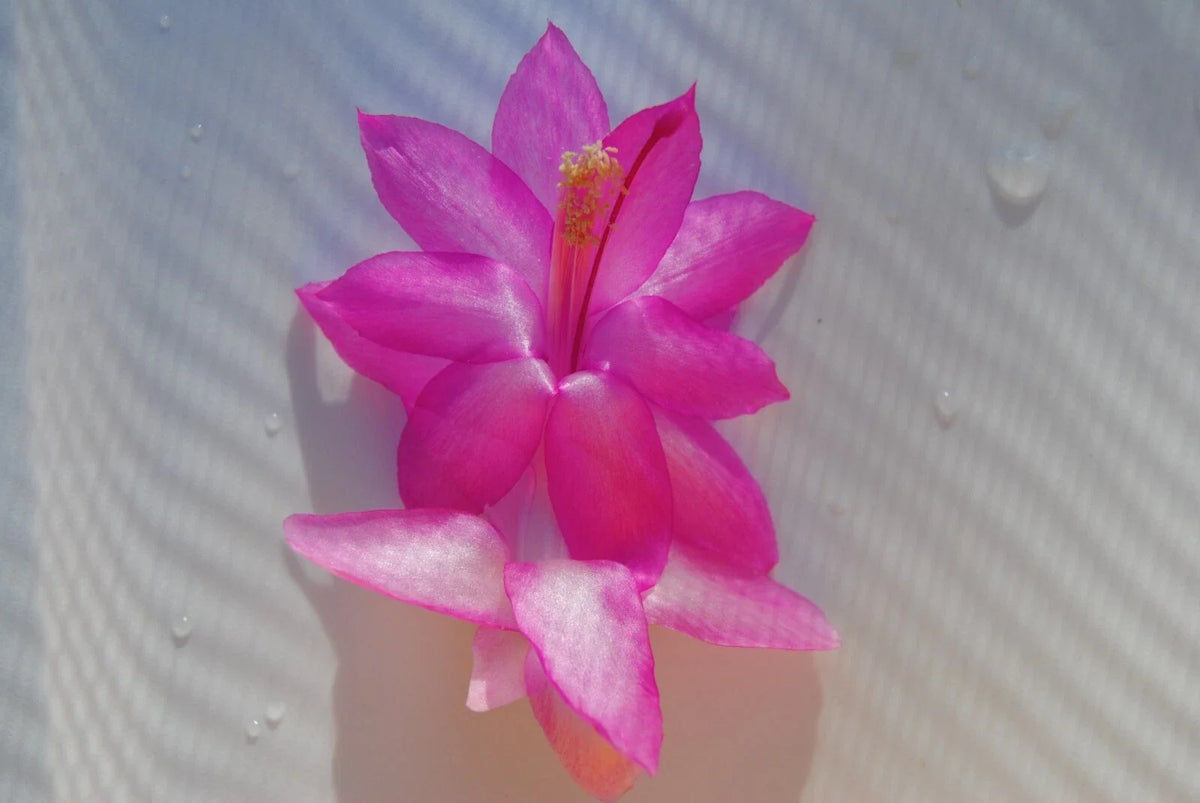 Christmas Cactus Starter Plant - Small Well-Rooted Schlumbergera Truncata for Home or Office Decor
