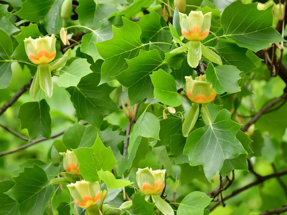 Tulip Poplar Tree Live Plant 16-24 Inches - Liriodendron tulipifera - Bare Root for Easy Shipping