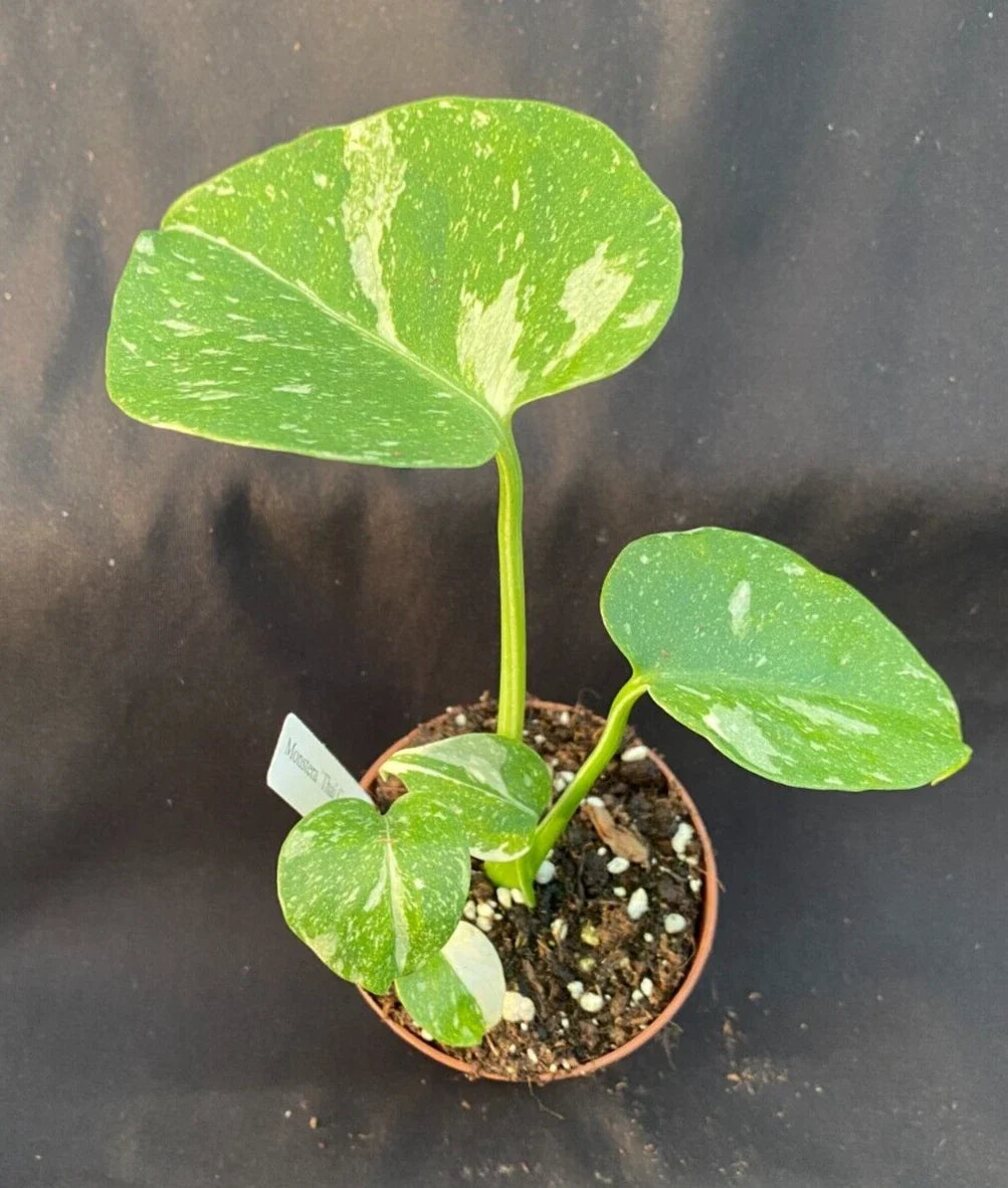 Monstera 'Thai Constellation' Rooted Plant in 3" Pot | Rare Variegated Houseplant | Monstera deliciosa var. Thai Constellation