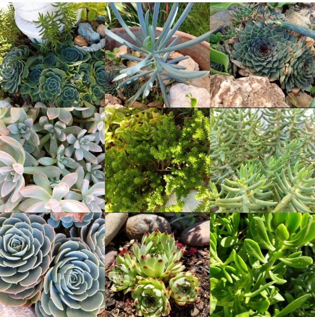 Assorted Succulent Cuttings 50-Piece Live Unrooted Plants - Perfect for DIY Arrangements & Garden Decor - Various Species