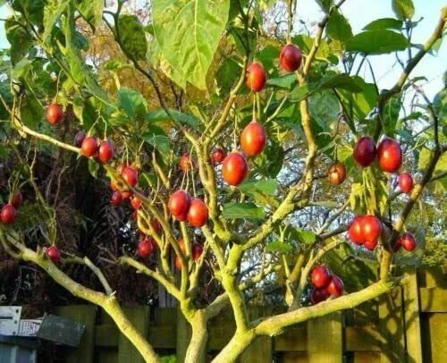 Tamarillo Seeds - 10 Pack - Cyphomandra betacea - Heirloom Tomato Tree Seeds for Planting, Exotic Fruit Garden