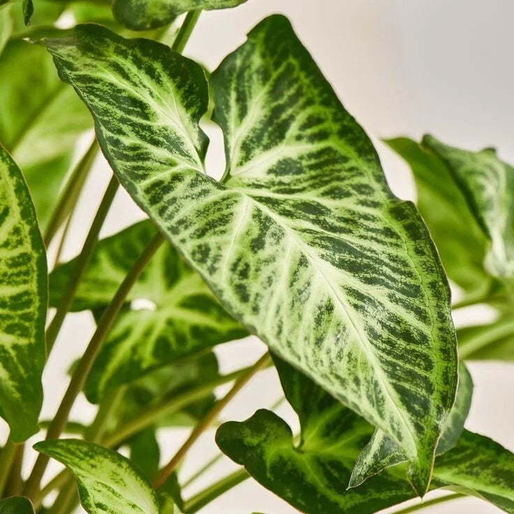 Syngonium Podophyllum Plant - White Butterfly Indoor Houseplant - Variegated Arrowhead Vine for Home Decor