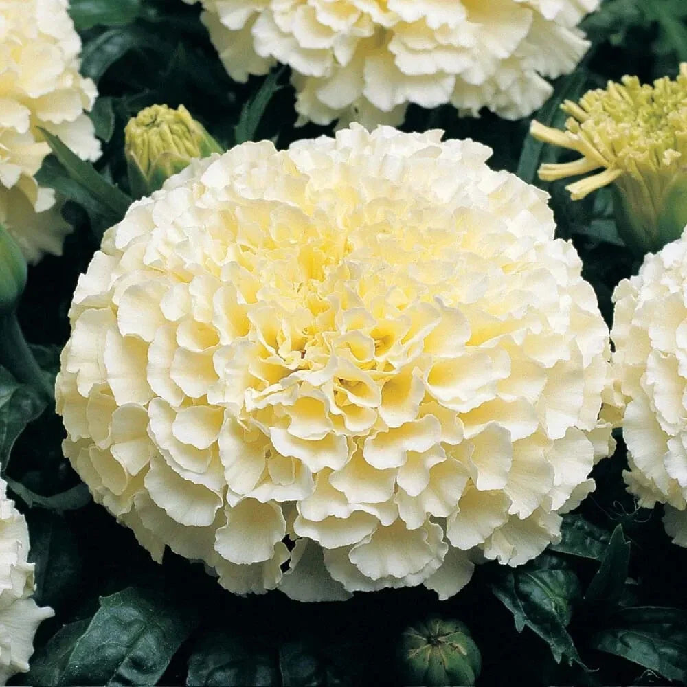 Moonlight Marigold Seeds | Packet of 50 | Large Double Flowers | Tagetes erecta | Heirloom Non-GMO, Soft Yellow Blooms