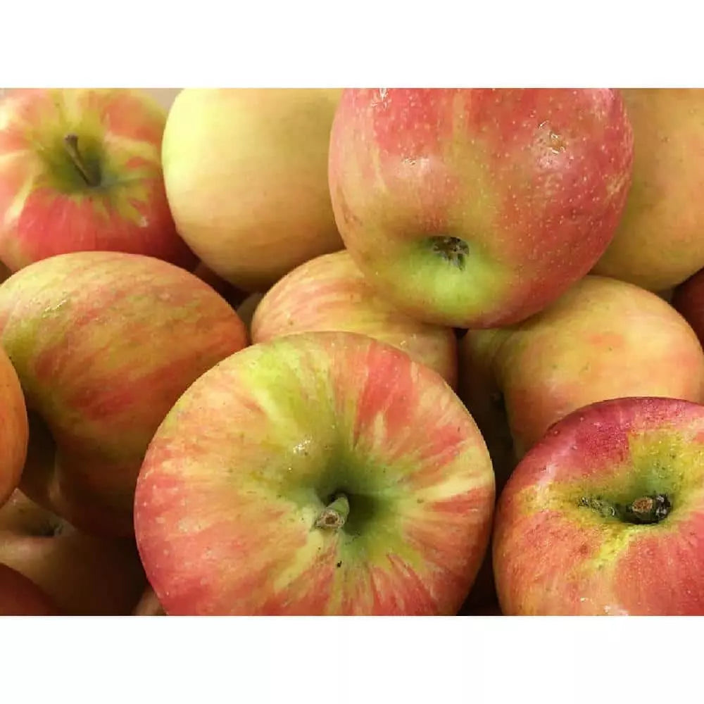 Dwarf Honeycrisp Apple Tree Bare Root, Organic Sweet Flavor, Malus domestica 'Honeycrisp' for Small Spaces