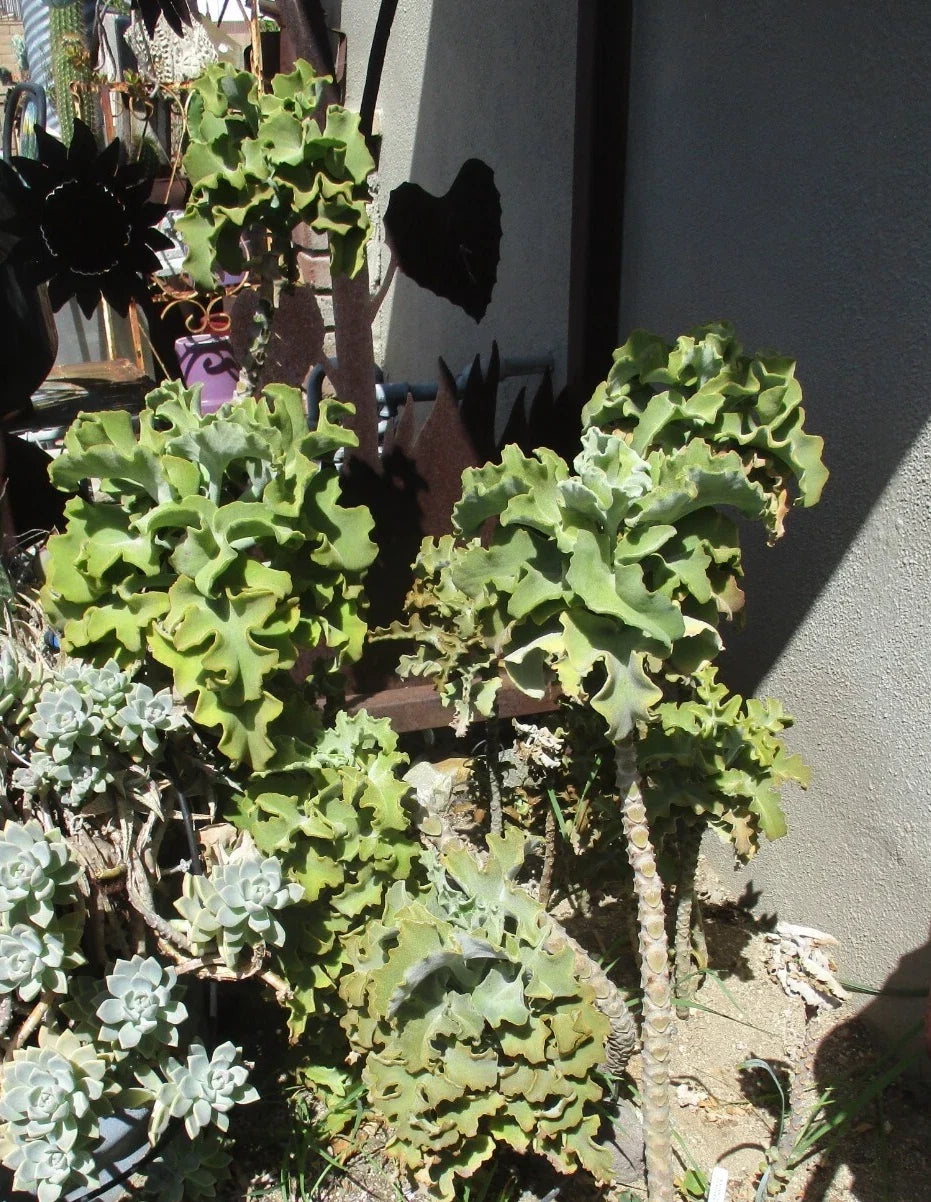 Kalanchoe Beharensis Velvet Elephant Ears Cuttings - Unique Succulent Plant - 10-12" Tall for Home Decor - Easy Care