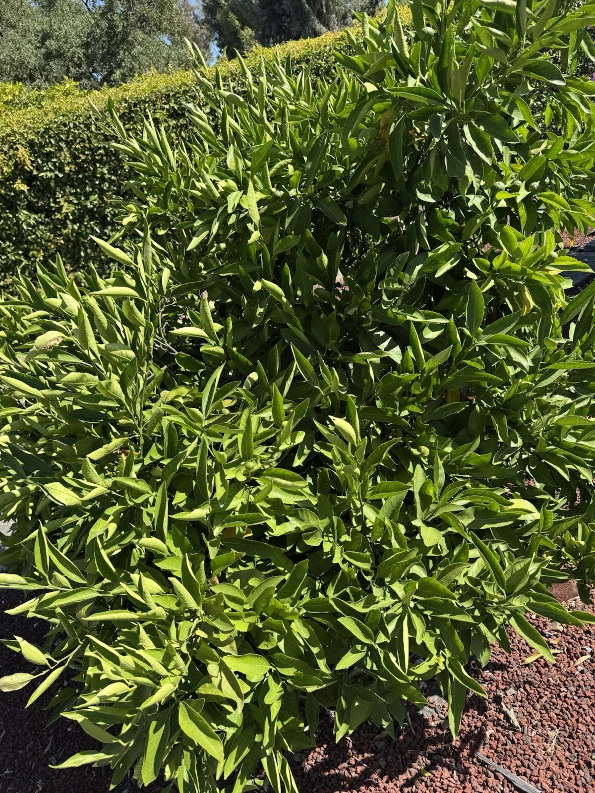 Owari Satsuma Mandarin Cuttings - 6 Un-rooted Plant Cuttings - Citrus reticulata - Easy to Grow Fruit Tree