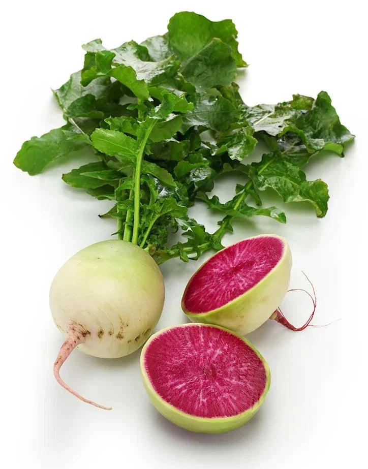 Watermelon Radish Seeds - 50+ Organic Non-GMO Heirloom - Raphanus sativus var. longipinnatus - Colorful Crunchy Vegetables
