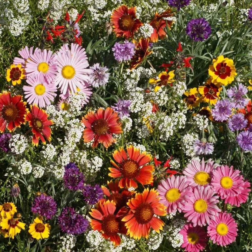 Bird & Butterfly Mix Seeds - 2000+ Seeds, 18 Native Wildflowers, Pollinator-Friendly, Various Species