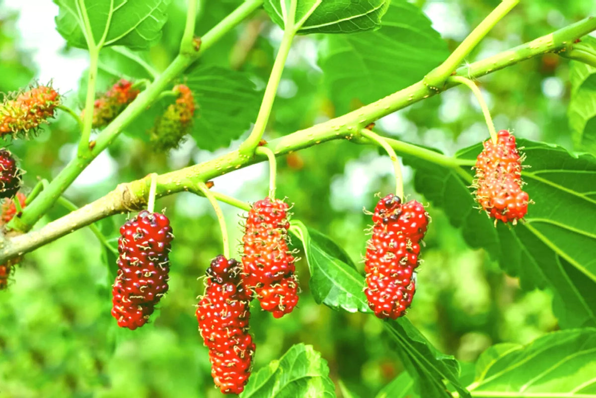 Red Mulberry Live Plant Set of 2, 16-24 Inches, Morus rubra, Deciduous Tree with Dark Purple-Red Fruit