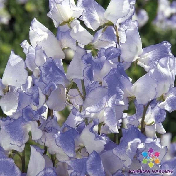 Blue Ripple Sweet Pea Seeds - 50+ Count - Lathyrus odoratus - Fragrant Blue & Purple Blooms for Garden Planting