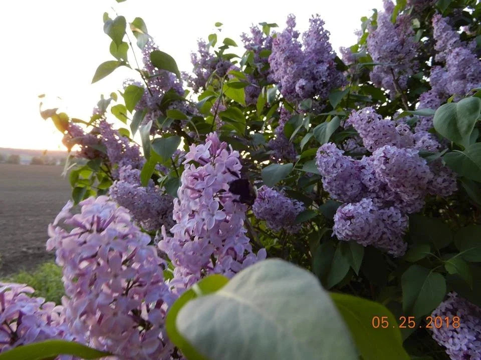 Old Fashioned Lilac Sapling - Bare Root Shrub - Fragrant Purple Flowers - Syringa vulgaris - Perfect for Gardens