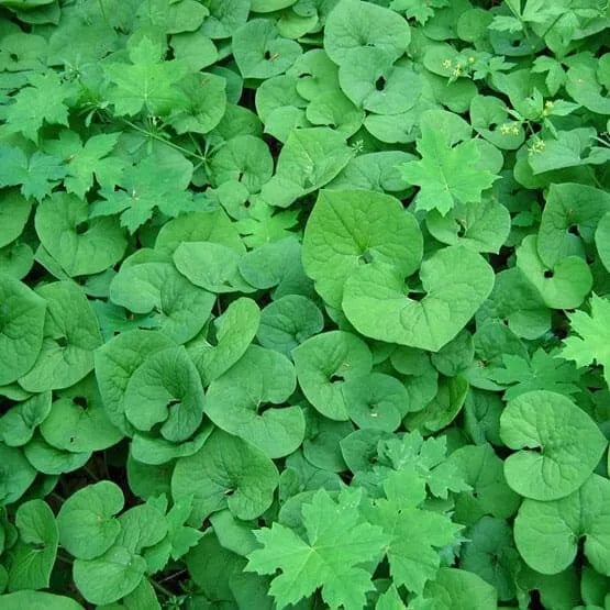 Wild Ginger Plant Roots 5-Pack - Asarum Canadense Woodland Bareroot Native Wildflower for Shaded Gardens