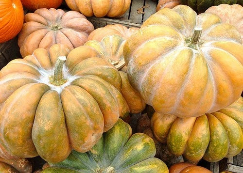 Fairytale Pumpkin Seeds - 10 Heirloom Seeds for Planting - Cucurbita pepo - Non-GMO, Ribbed Orange Pumpkins
