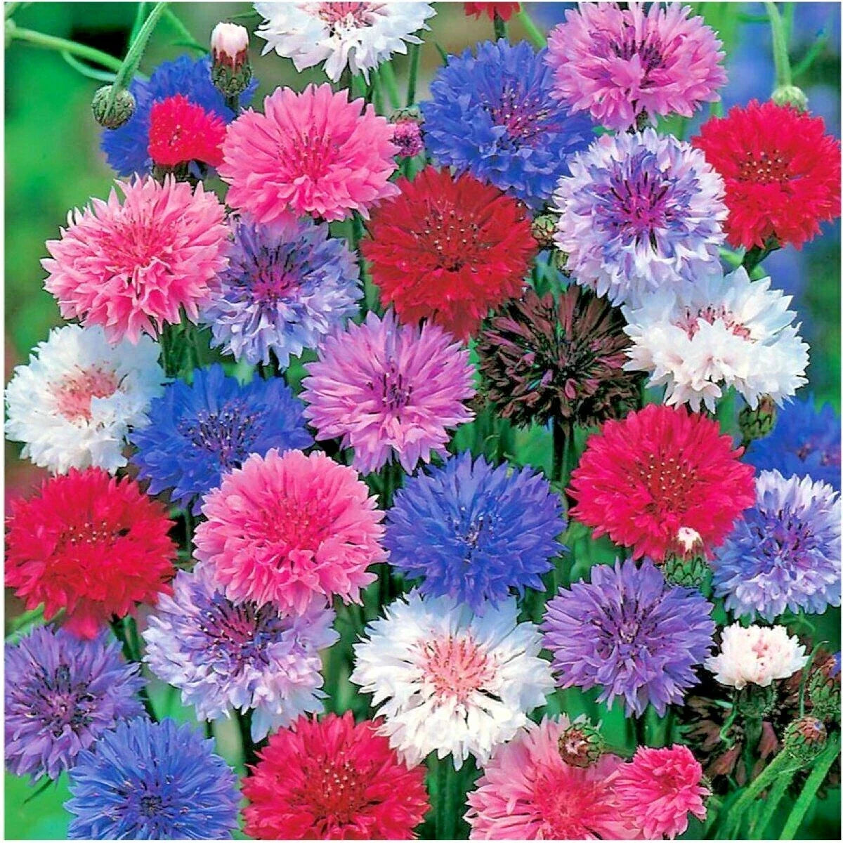 Dwarf Bachelor Button Flower Seeds Pack - Polka Dot Mix - Centaurea cyanus - Colorful Cut Flowers for Containers
