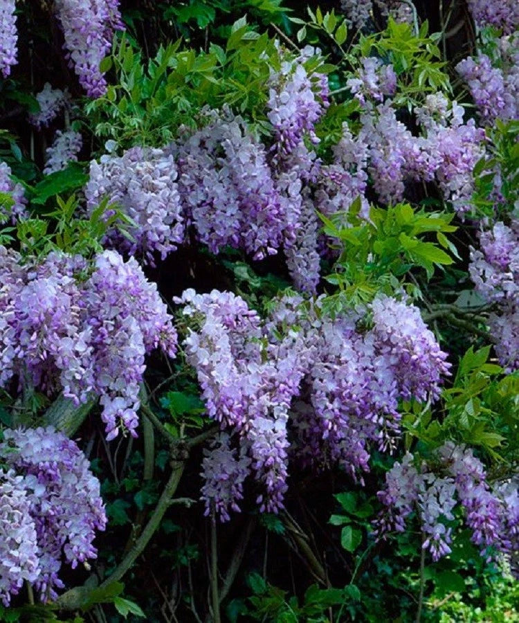 Dark Purple Chinese Wisteria Seeds - 5 Perennial Climbing Flower Seeds (Wisteria sinensis) for Garden Trellises and Arbors