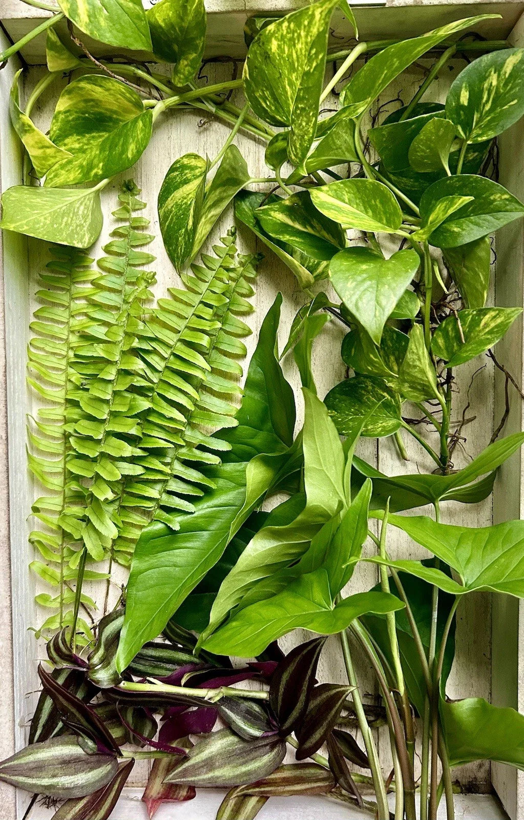 20 Rooted House Plant Cuttings Set - Pothos, Spider Plant, Snake Plant, ZZ Plant - Indoor Gardening - Easy Care - Air Purifying