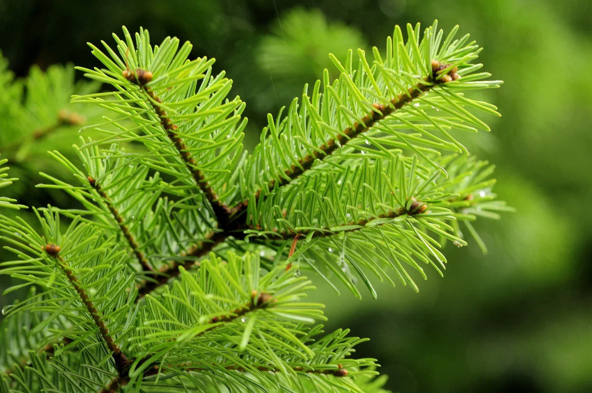 Douglas Fir Tree Seedling Bare Root - Pseudotsuga menziesii var. menziesii, Evergreen Conifer for Landscaping, Reforestation