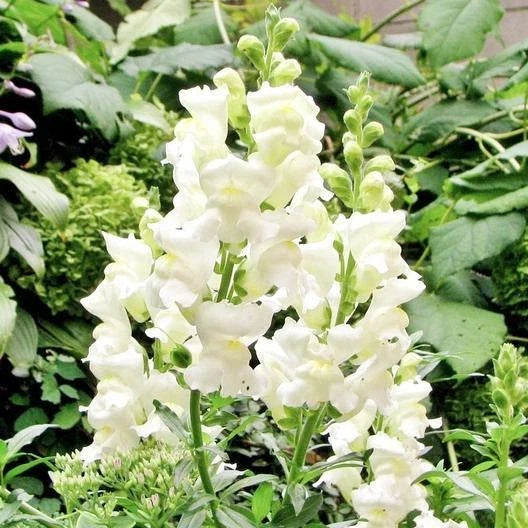 Snapdragon Seeds 500 Non-GMO White Snowflake Antirrhinum majus - Spring-Fall Blooms for Garden Borders & Containers
