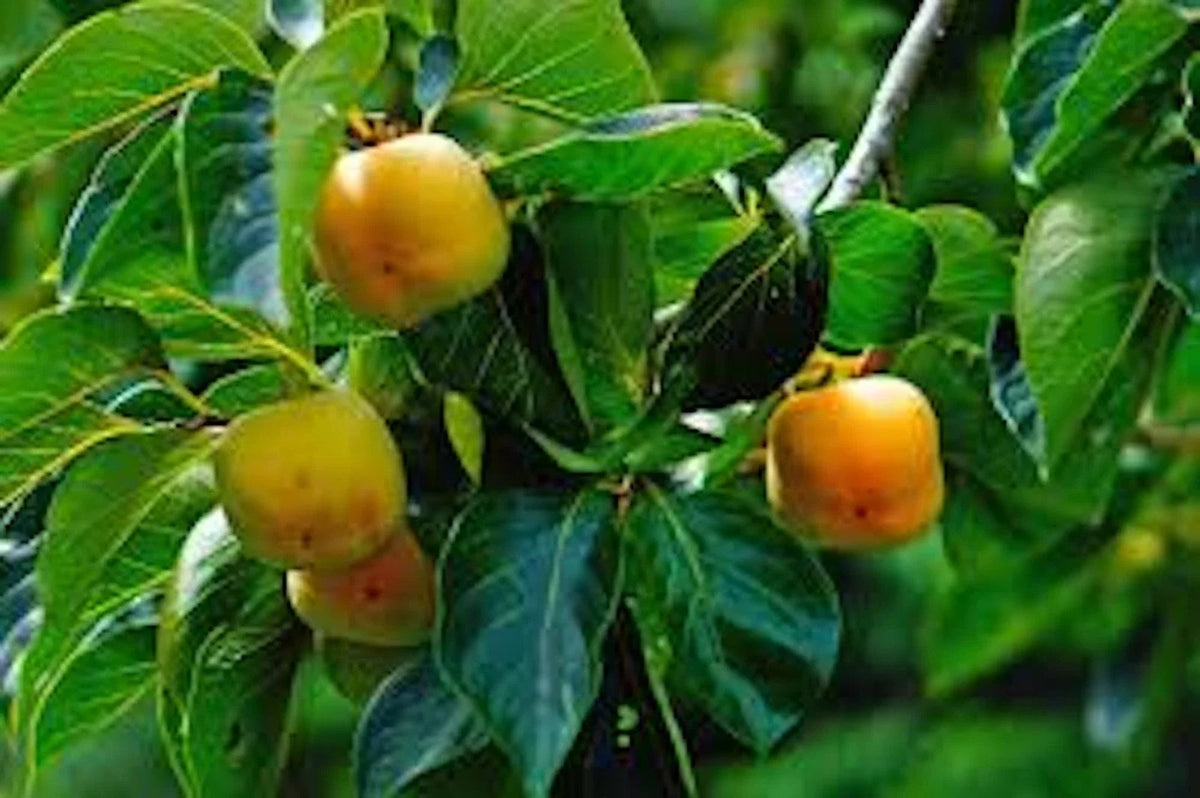 Persimmon Tree Seedling 12-24" Tall American Native Diospyros Virginiana Bare Root for Edible Landscaping and Wildlife Attraction