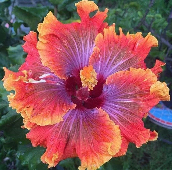 Hibiscus Seeds 20 Pack - Purple Orange Pink Perennial Flowers - Hibiscus rosa-sinensis - Non-GMO Garden Seeds