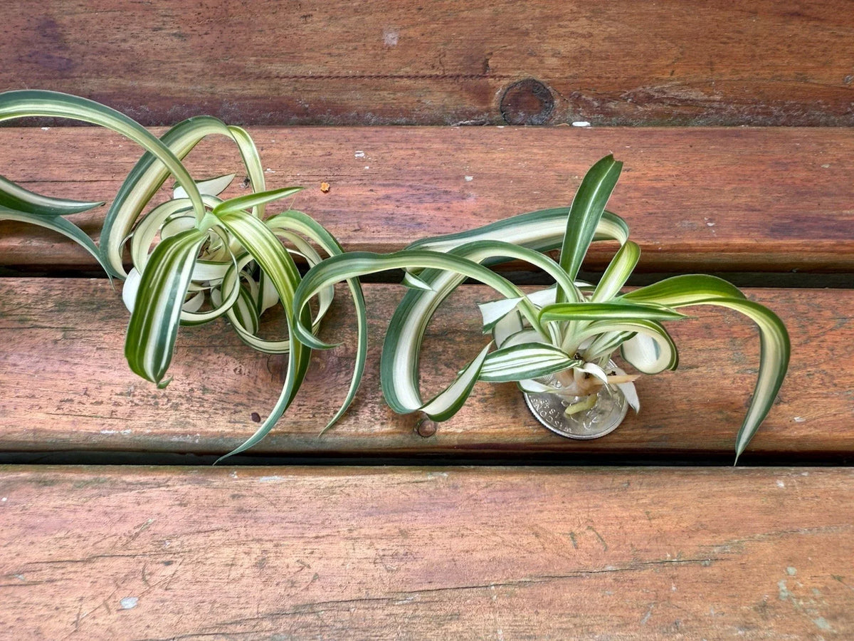 Variegated Bonnie Curly Spider Plant Cuttings - 2 Live Baby Plants - Chlorophytum comosum - Easy Care Indoor Greenery