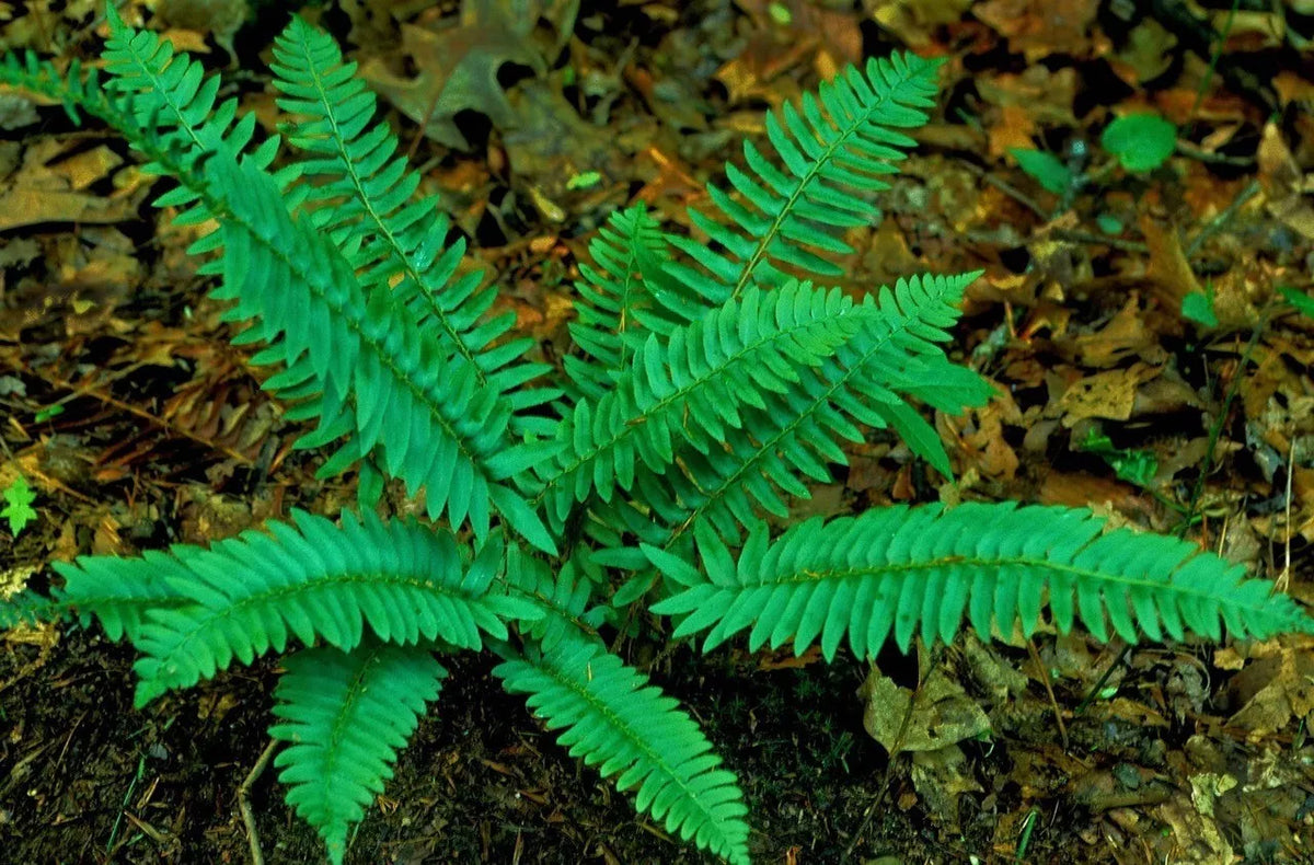 Christmas Ferns 5-Pack | Shade Garden Plants | Polystichum acrostichoides | Evergreen Ground Cover