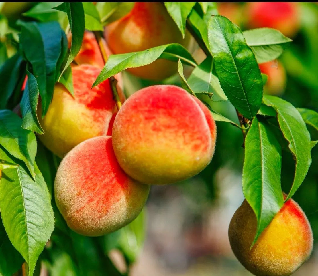 Edible Fruit Tree Cuttings 6" Prunus Persica California Peach - Live Sweet Peach Plant for Home Garden
